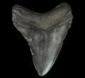 Fossil Megalodon Tooth - Georgia #65752-2